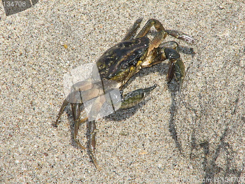 Image of crab