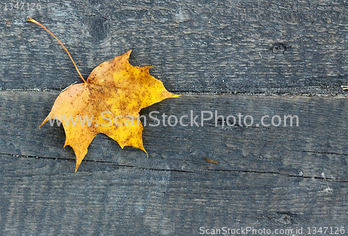 Image of yellow leaf