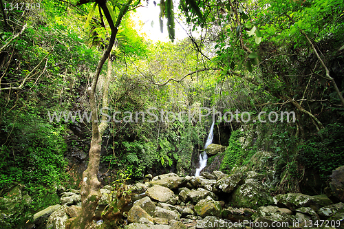 Image of Hidden rain forest waterfall with lush foliage and mossy rocks 