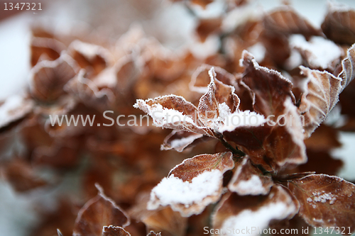 Image of Copper Beech 