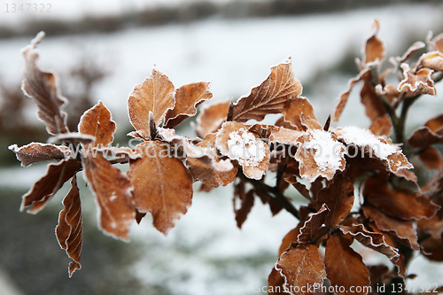 Image of Copper Beech in Winter