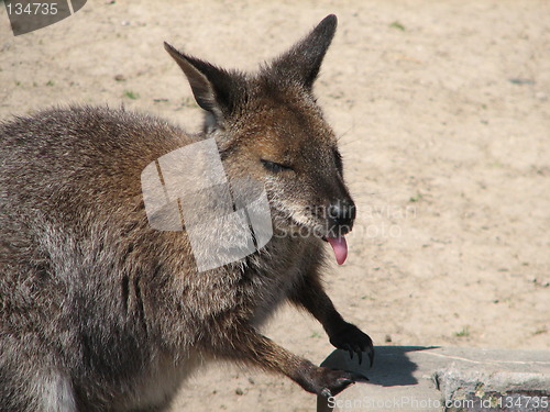 Image of kangaroo