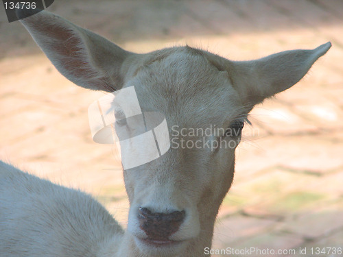 Image of fallow-deer