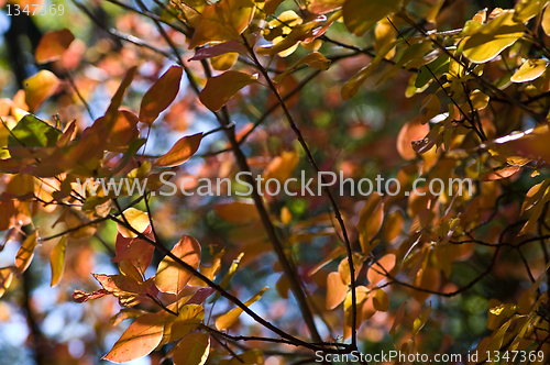 Image of Autumn background
