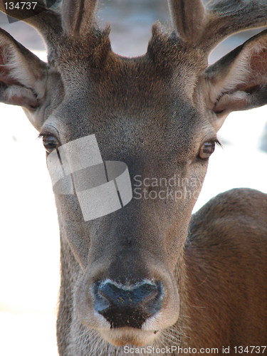 Image of deer