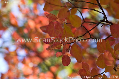 Image of Autumn background