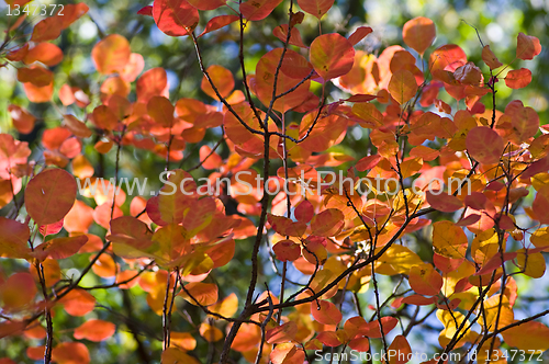 Image of Autumn background