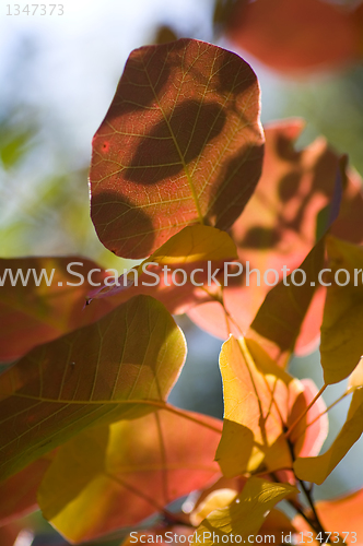 Image of Autumn background