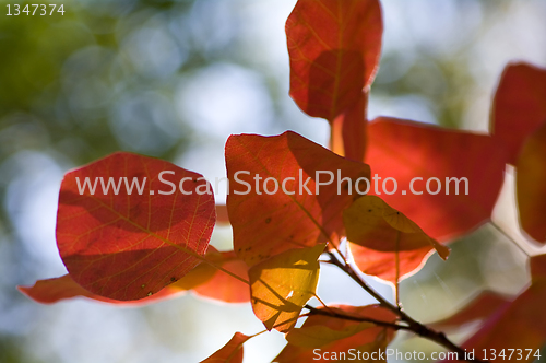 Image of Autumn background