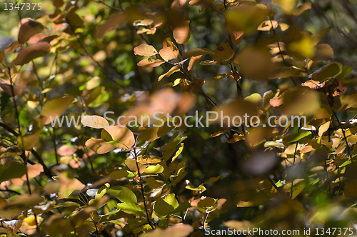 Image of Autumn background