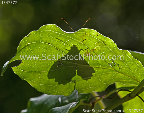 Image of Hiding butterfly