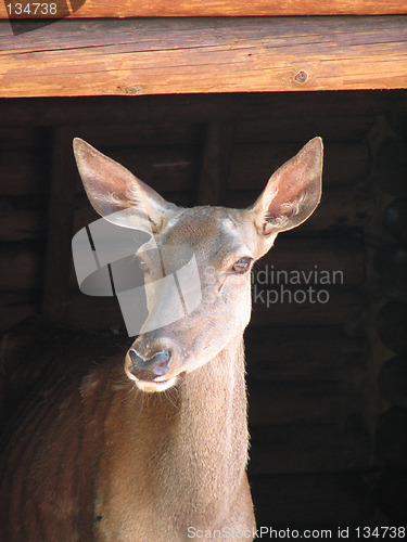 Image of fallow-deer