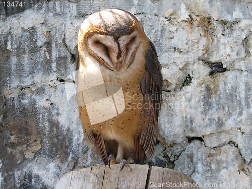 Image of owl