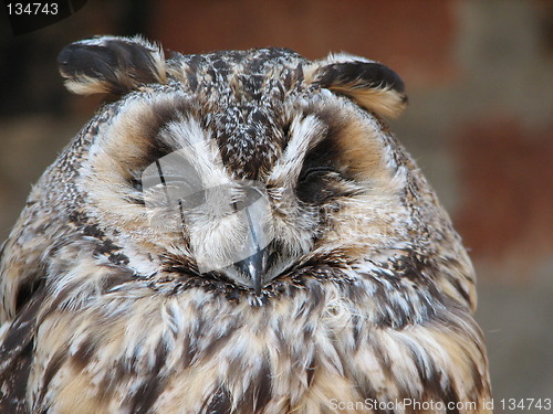 Image of owl