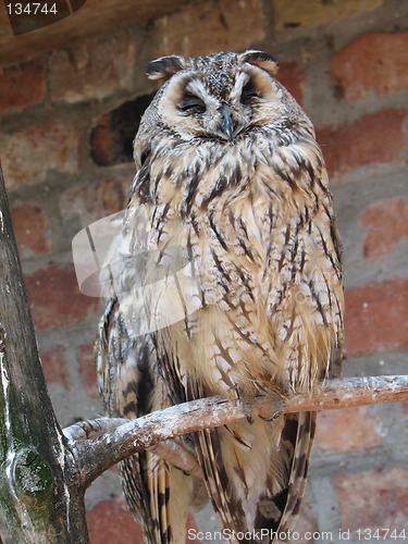 Image of owl