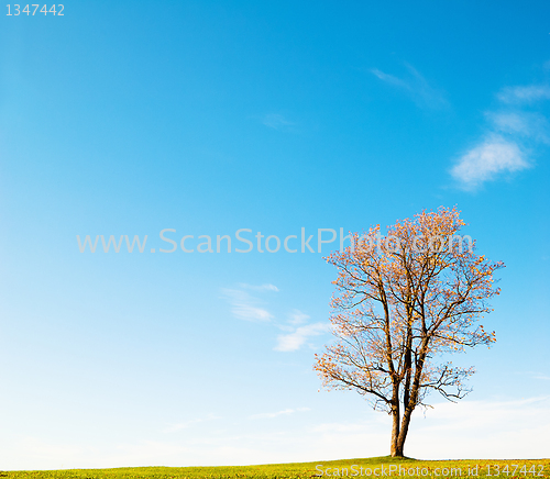 Image of Autumn landscape with a lonely maple