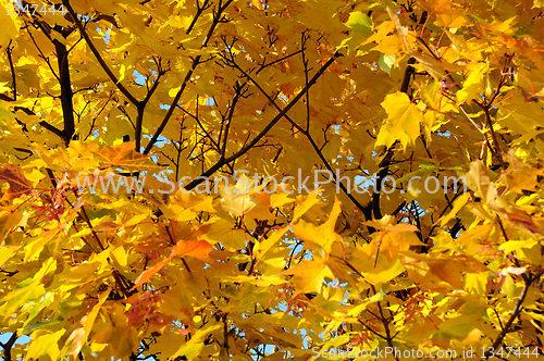 Image of Close-up Golden Leaves