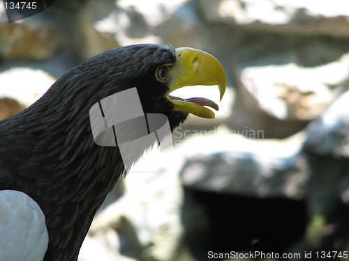 Image of eagle