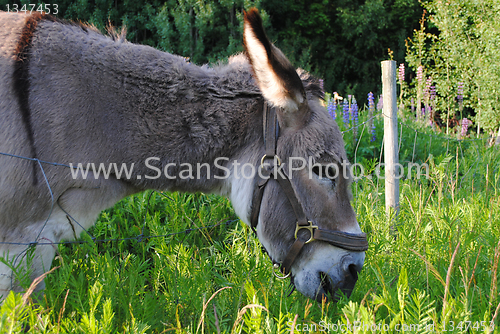 Image of Donkey