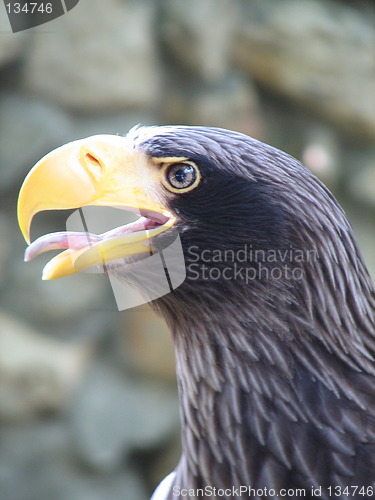 Image of eagle