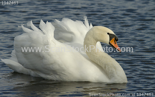 Image of Muted Swan