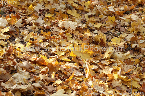 Image of autumn leaves