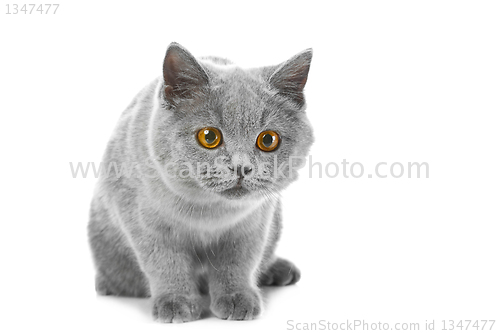 Image of British blue kitten on isolated white