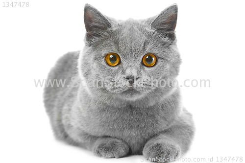 Image of British blue kitten on isolated white