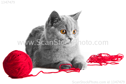 Image of British blue kitten playing with red ball of threads