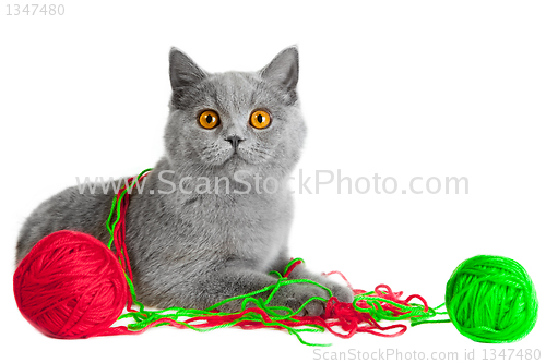 Image of British blue kitten playing with colorful balls of threads