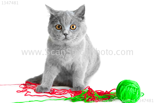 Image of British blue kitten playing with colorful threads