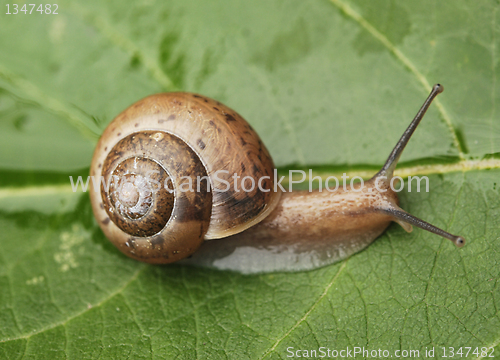 Image of Small Snail