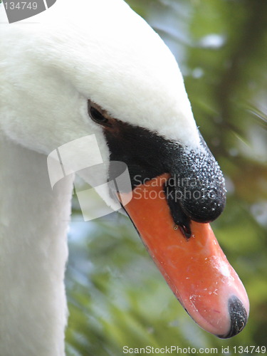 Image of swan