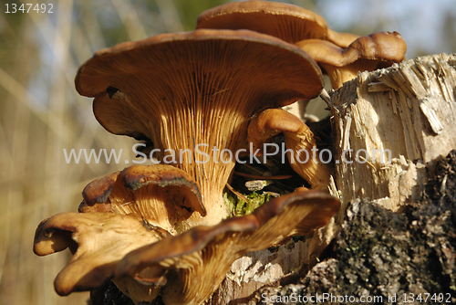 Image of Mushroom Family