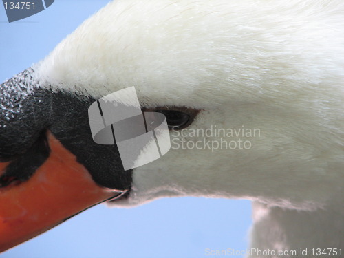 Image of swan