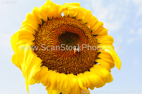 Image of Sunflower