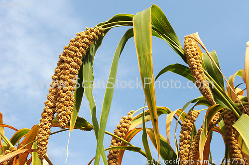 Image of Millet fields