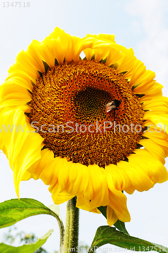 Image of Sunflower