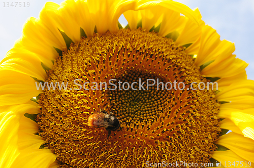 Image of Sunflower