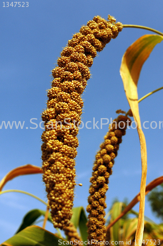 Image of Millet fields