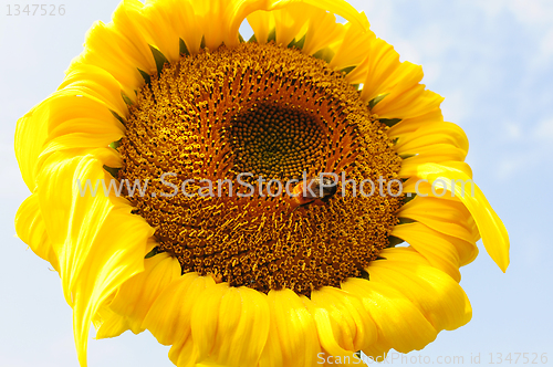 Image of Sunflower