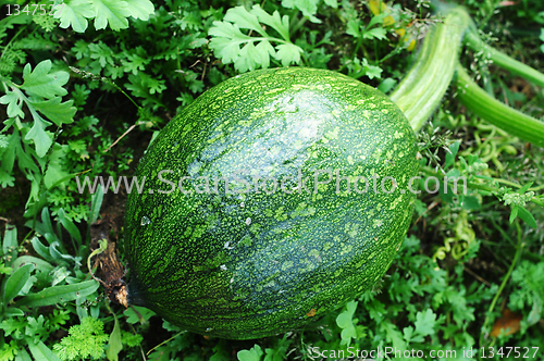 Image of Green pumpkin