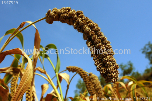 Image of Millet fields