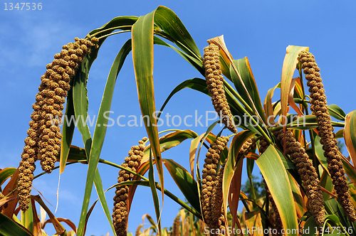 Image of Millet fields