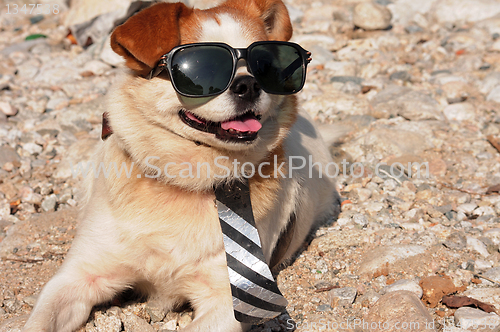 Image of Funny puppy in sunglasses