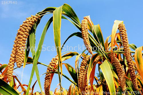 Image of Millet fields