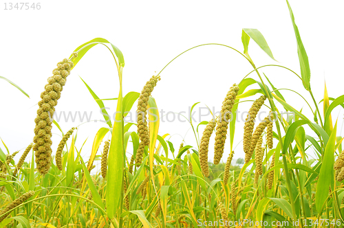 Image of Millet fields