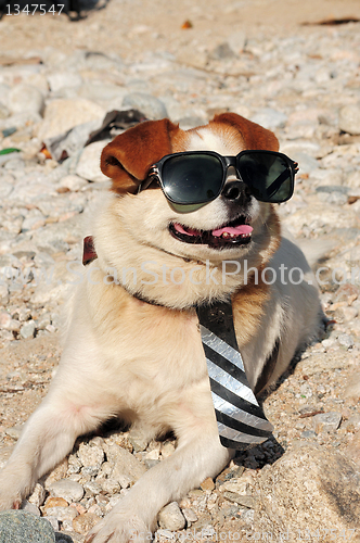 Image of Funny puppy in sunglasses