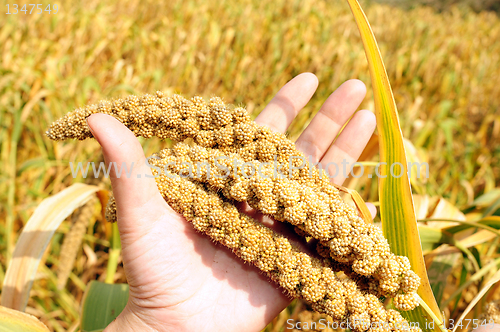 Image of Millet fields