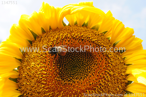 Image of Sunflower